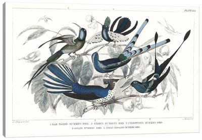 Hummingbirds Chart Providence Canvas Art Print - Wild Apple Portfolio