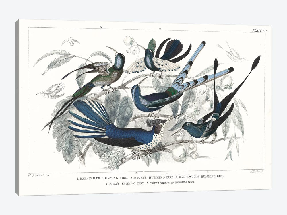 Hummingbirds Chart Providence by Wild Apple Portfolio 1-piece Art Print