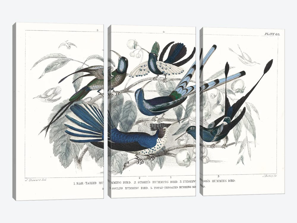Hummingbirds Chart Providence by Wild Apple Portfolio 3-piece Canvas Art Print