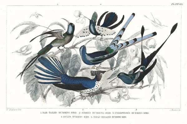 Hummingbirds: Hummingbirds Chart Providence by Wild Apple Portfolio