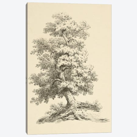 Tree Study II Dark Canvas Print #WAC9845} by Wild Apple Portfolio Canvas Art Print