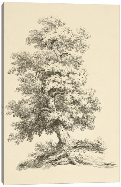 Tree Study II Dark Canvas Art Print - Wild Apple Portfolio