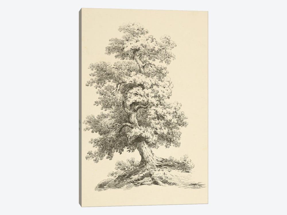 Tree Study II Dark by Wild Apple Portfolio 1-piece Canvas Art Print