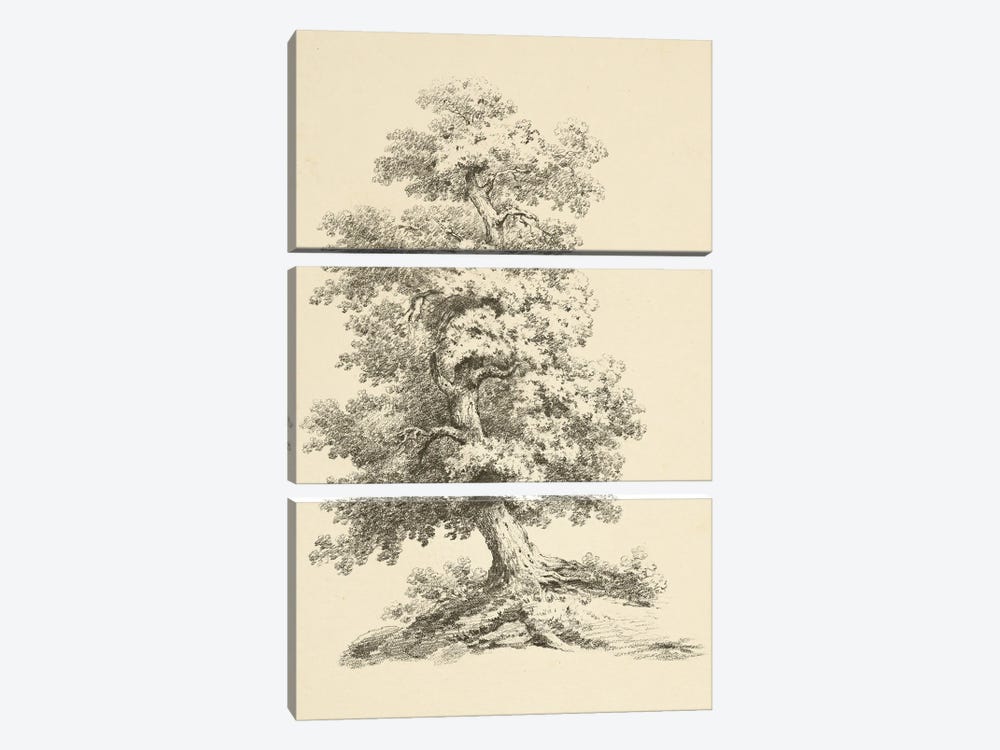 Tree Study II Dark by Wild Apple Portfolio 3-piece Canvas Art Print