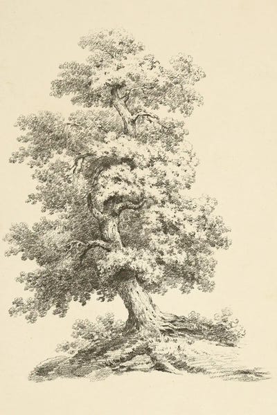 Wild Apple Portfolio: Tree Study II Dark by Wild Apple Portfolio