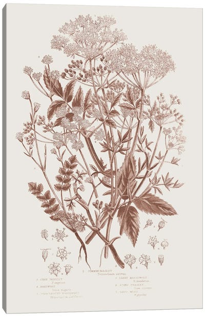 Flowering Plants I Brown Canvas Art Print - Botanical Illustrations