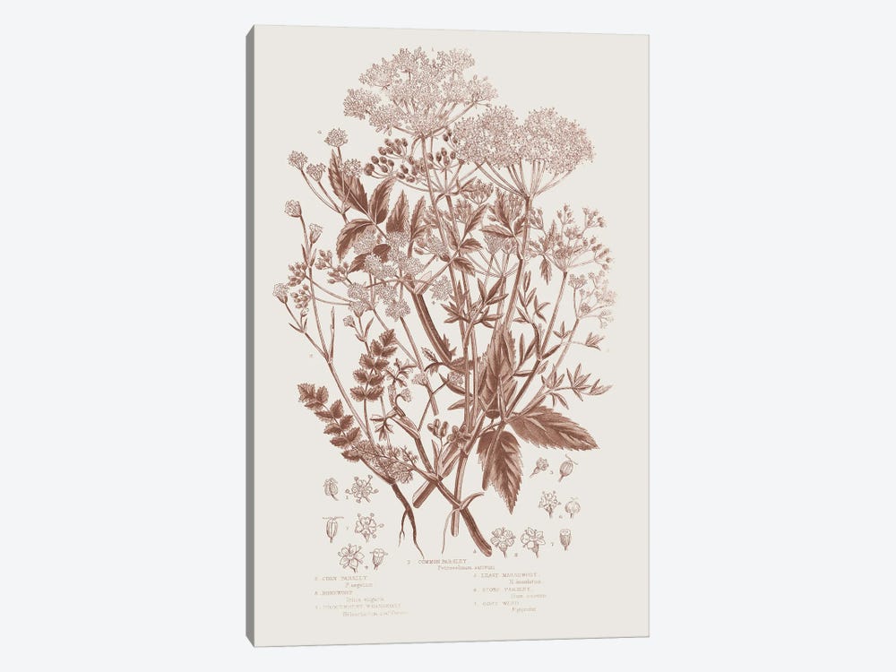 Flowering Plants I Brown by Wild Apple Portfolio 1-piece Canvas Art Print