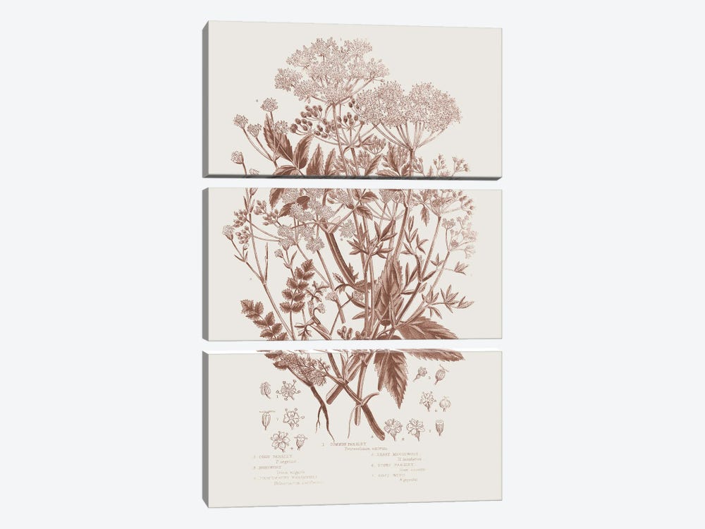 Flowering Plants I Brown by Wild Apple Portfolio 3-piece Canvas Art Print