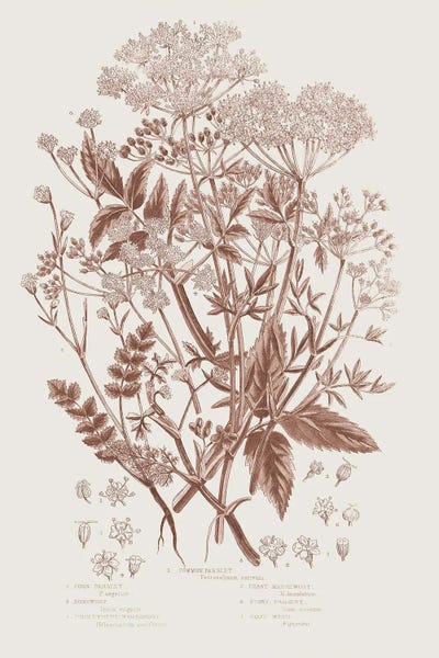 Botanical Illustrations: Flowering Plants I Brown by Wild Apple Portfolio