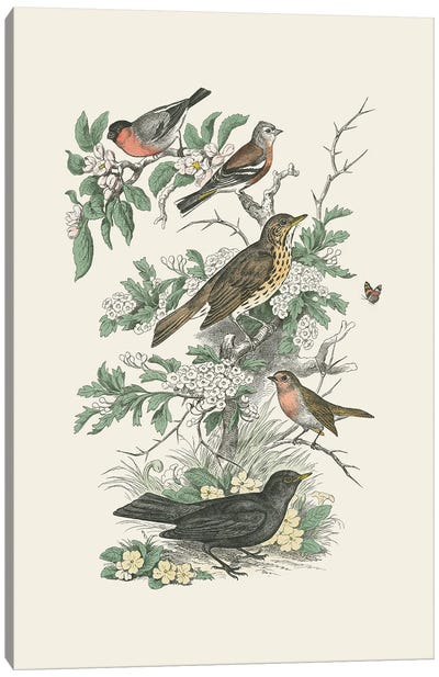 Honeybloom Bird I Canvas Art Print - Botanical Illustrations
