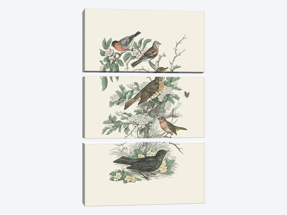 Honeybloom Bird I by Wild Apple Portfolio 3-piece Canvas Print