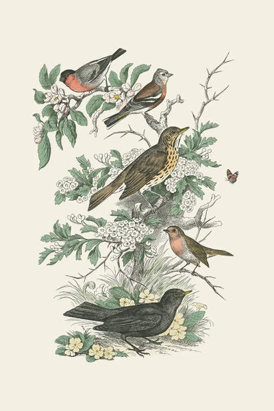 Botanical Illustrations: Honeybloom Bird I by Wild Apple Portfolio