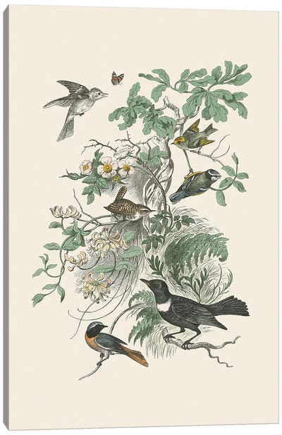 Honeybloom Bird II Canvas Art Print - Botanical Illustrations