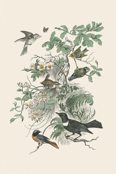 Botanical Illustrations: Honeybloom Bird II by Wild Apple Portfolio