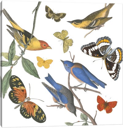 Natures Flight I No Ferns Canvas Art Print - Botanical Illustrations
