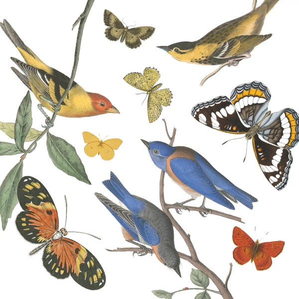 Wild Apple Portfolio: Natures Flight I No Ferns by Wild Apple Portfolio