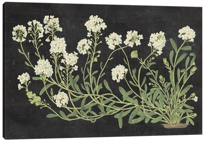 Vintage Flowers On Black Canvas Art Print - Botanical Illustrations