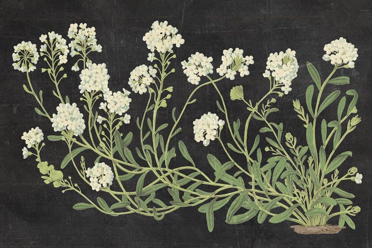 Vintage Flowers On Black by Wild Apple Portfolio wall art