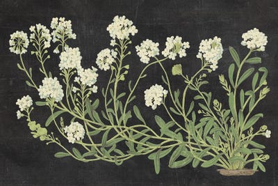 Vintage Botanical Illustrations