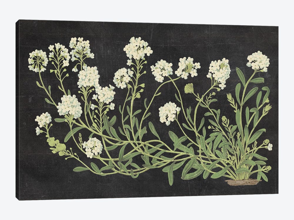Vintage Flowers On Black by Wild Apple Portfolio 1-piece Art Print