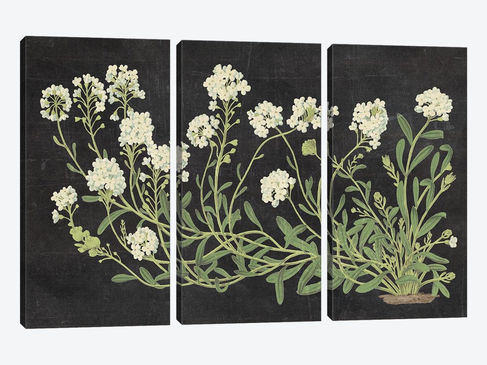 Vintage Flowers On Black by Wild Apple Portfolio 3-piece Canvas Print