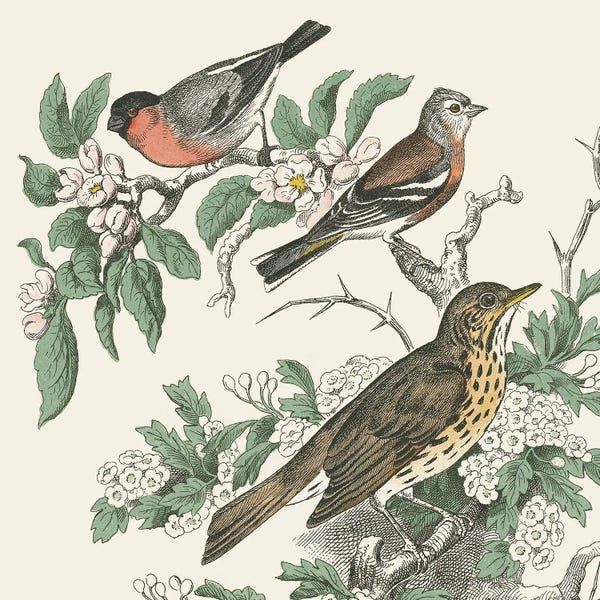 Botanical Illustrations: Honeybloom Bird IV by Wild Apple Portfolio