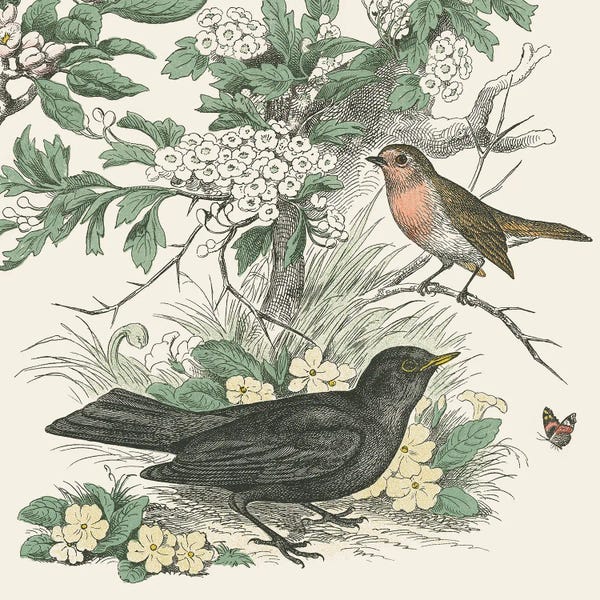 Vintage Animal Illustrations: Honeybloom Bird V by Wild Apple Portfolio