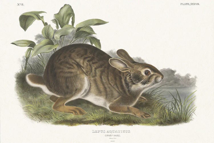 Cottage Hare I by Wild Apple Portfolio wall art