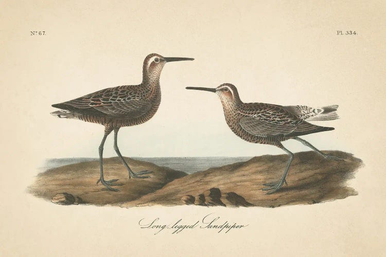 Long Legged Sandpiper by Wild Apple Portfolio wall art