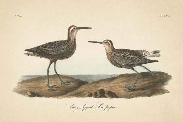 Vintage Animal Illustrations: Long Legged Sandpiper by Wild Apple Portfolio