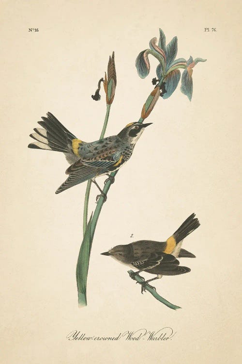 Vintage Warbler I by Wild Apple Portfolio wall art