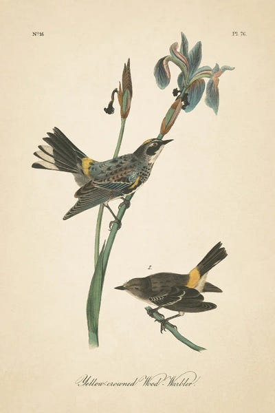 Vintage Animal Illustrations: Vintage Warbler I by Wild Apple Portfolio