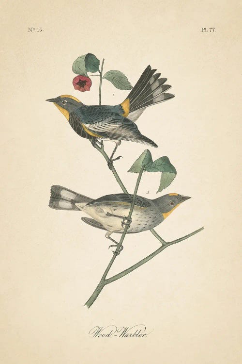 Vintage Warbler II by Wild Apple Portfolio wall art