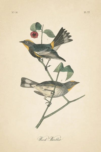 Vintage Animal Illustrations: Vintage Warbler II by Wild Apple Portfolio