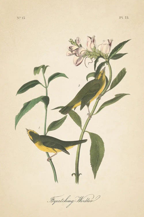 Vintage Warbler III by Wild Apple Portfolio wall art