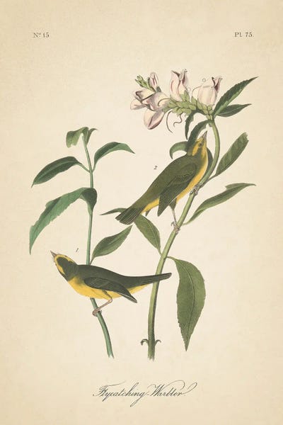 Vintage Animal Illustrations: Vintage Warbler III by Wild Apple Portfolio