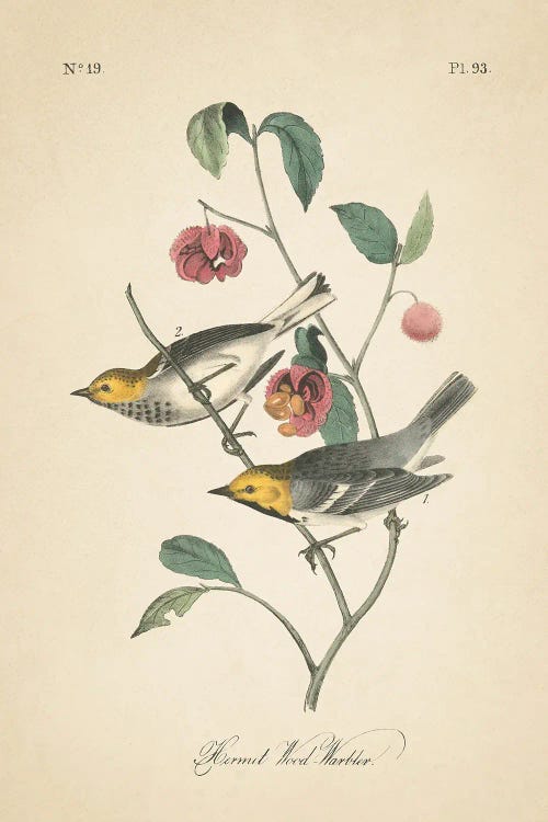 Vintage Warbler IV by Wild Apple Portfolio wall art