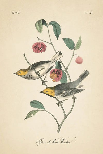 Wild Apple Portfolio: Vintage Warbler IV by Wild Apple Portfolio