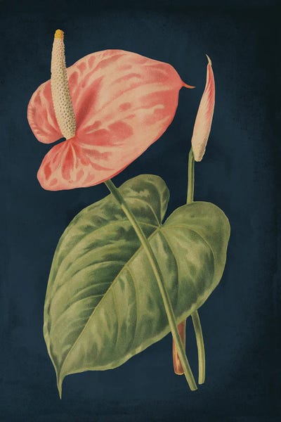 Wild Apple Portfolio: Anthurium Ferrierense Dark Blue No Words by Wild Apple Portfolio