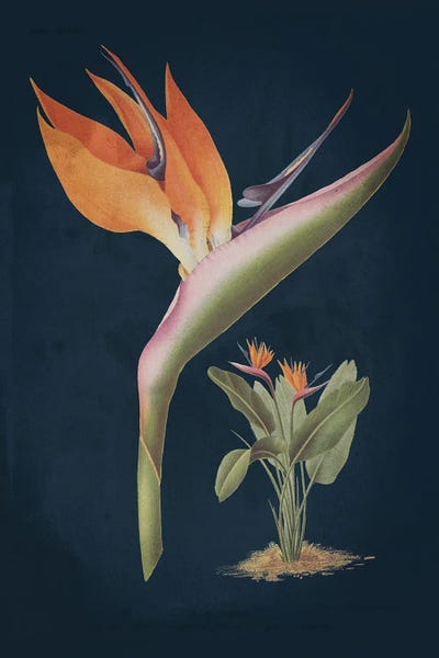 Botanical Illustrations: Stelitzia Reginoe Dark Blue No Words by Wild Apple Portfolio