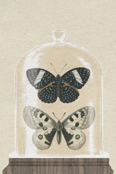 Vintage Animal Illustrations: Cottage Butterflies I by Wild Apple Portfolio