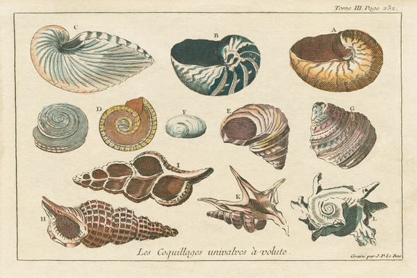 Vintage Animal Illustrations: Shell Etchings I by Wild Apple Portfolio