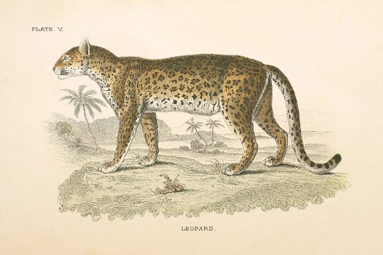 Animals of Africa II by Wild Apple Portfolio wall art