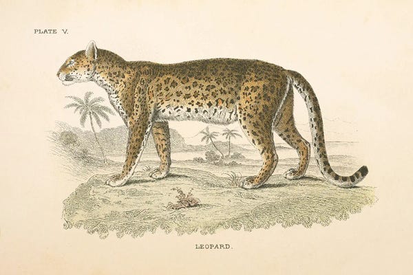 Vintage Animal Illustrations: Animals of Africa II by Wild Apple Portfolio