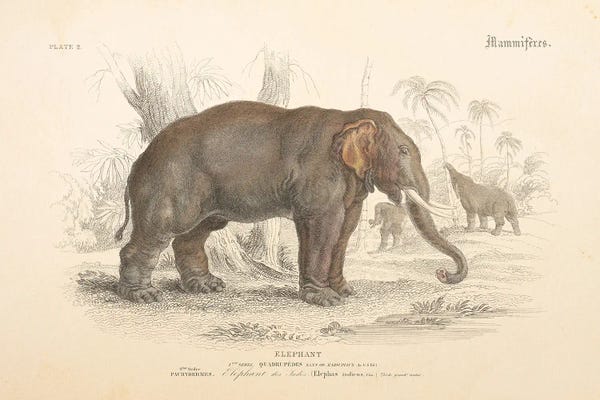 Wild Apple Portfolio: Animals of Africa III v2 by Wild Apple Portfolio