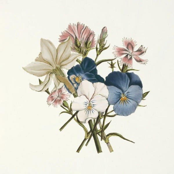 Pansies: Pansy Party II Honeybloom by Wild Apple Portfolio