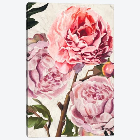 Colossal Floral Canvas Print #WAG110} by Naomi McCavitt Canvas Art Print