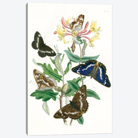 British Butterflies I Canvas Print #WAG147} by Unknown Artist Canvas Print
