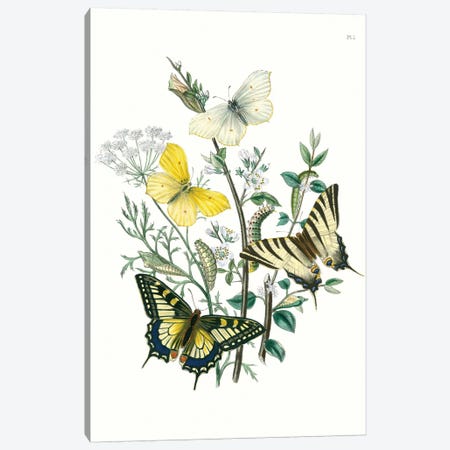 British Butterflies II Canvas Print #WAG148} by Unknown Artist Canvas Art