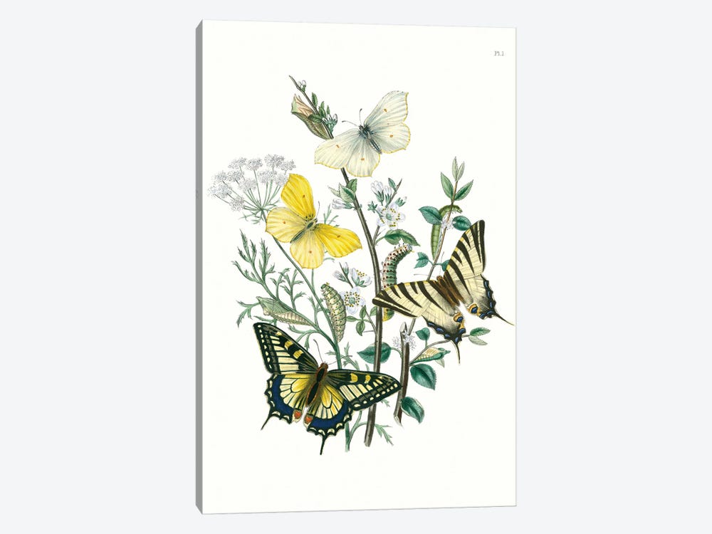 British Butterflies II by Unknown Artist 1-piece Canvas Print
